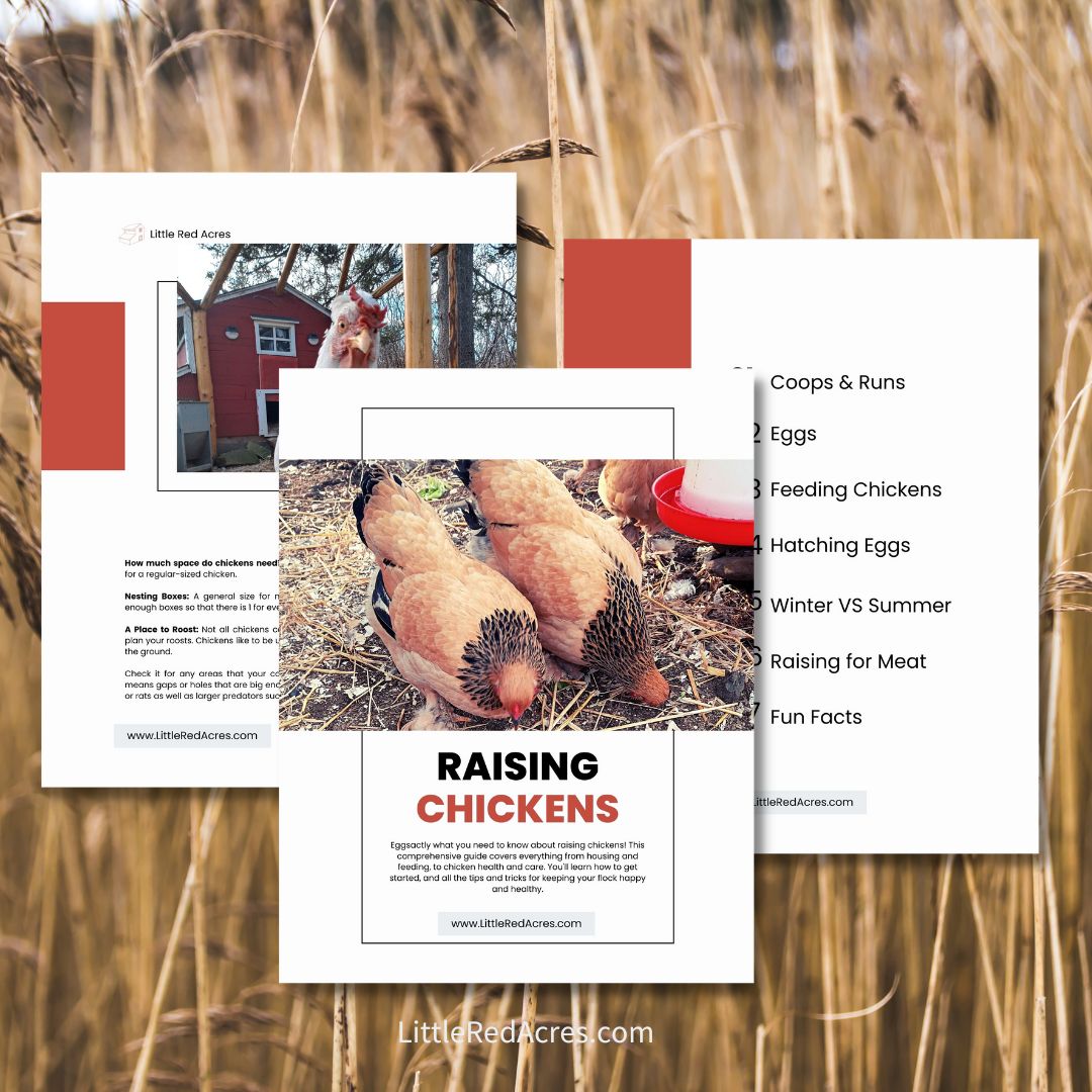 Chicken ebook sample pages