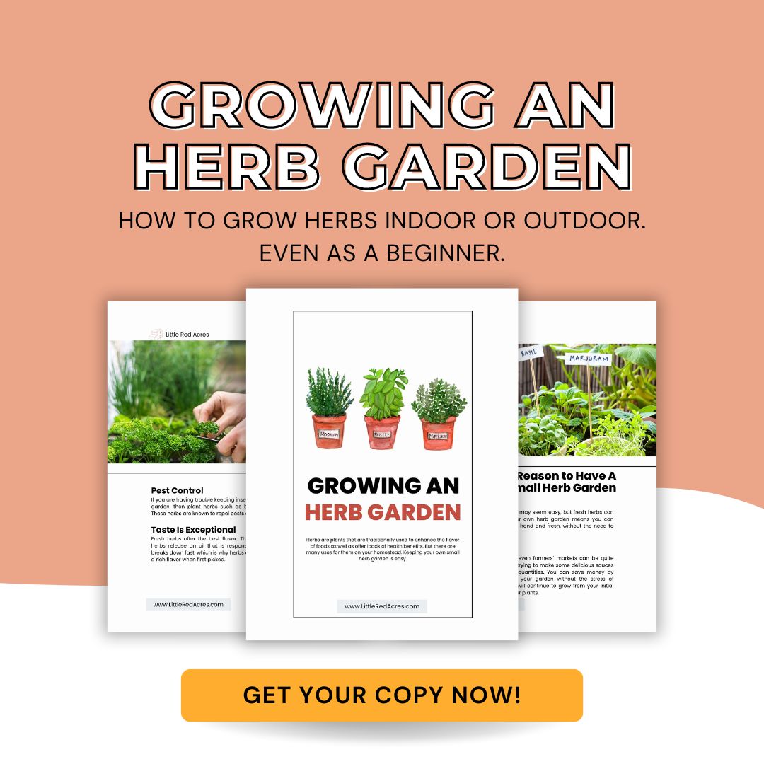 Growing an herb garden sample pages